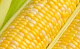 Maize